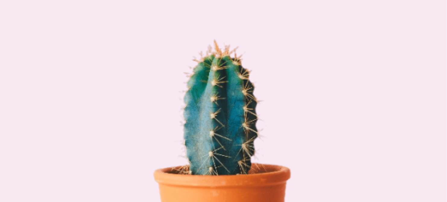 Cactus Image